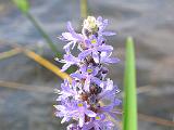 Weller Pond 034 : Fuessen