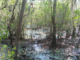 Brazos Bend 003 : Fuessen