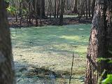 Brazos Bend 014 : Fuessen