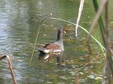 Brazos Bend 021 : Fuessen