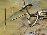 Brazos Bend 023 : Fuessen