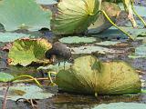 Brazos Bend 026 : Fuessen