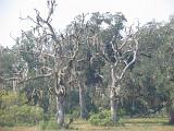 Brazos Bend 028 : Fuessen