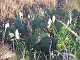 Hill Country 010