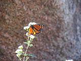 Hill Country 014
