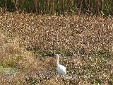 Brazos Bend 008
