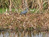 Brazos Bend 012