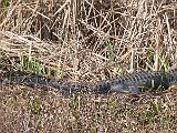 02-C Brazos Bend