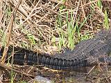 Brazos Bend 014