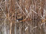 Brazos Bend 021