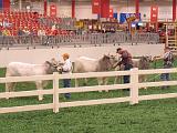 Houston Rodeo 003