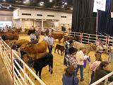 Houston Rodeo 004