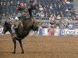 Houston Rodeo 029