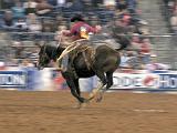 Houston Rodeo 036
