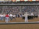 Houston Rodeo 047