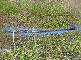 Brazos Bend 023