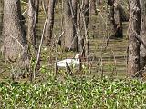 Brazos Bend 031