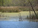 Brazos Bend 033