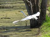 Brazos Bend 034
