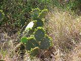 02 Laguna Atascosa 003