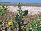 02 Laguna Atascosa 006