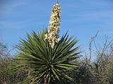 02 Laguna Atascosa 012
