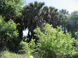 05 Sabal Palms Sanctuary 004