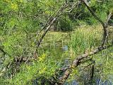 05 Sabal Palms Sanctuary 006
