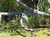 05 Sabal Palms Sanctuary 008