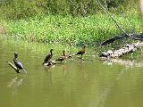 05 Sabal Palms Sanctuary 010
