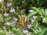 05 Sabal Palms Sanctuary 014