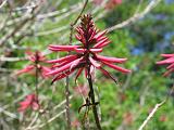 05 Sabal Palms Sanctuary 015