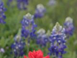 18 Wildflowers along the road 001