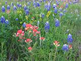 18 Wildflowers along the road 002