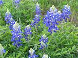 18 Wildflowers along the road 003