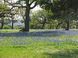 18 Wildflowers along the road 004