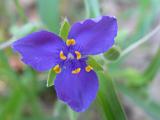 23 Wildflower Center 005
