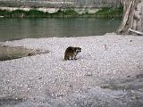 26 Guadelupe River SP 001