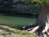 26 Guadelupe River SP 002