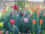 Mercer Arboretum 003