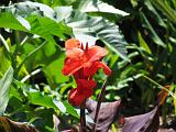 Mercer Arboretum 005