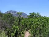 02 Ross Maxwell Scenic Drive 008