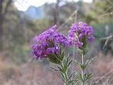 05 Chisos Mountains 005