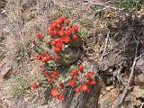 05 Chisos Mountains 039