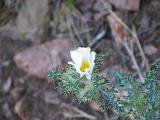 05 Chisos Mountains 049