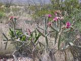 06 Desert Dirt Roads 001