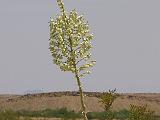06 Desert Dirt Roads 014
