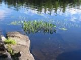 Weller Pond 004