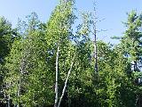 Weller Pond 029
