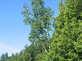 Weller Pond 037